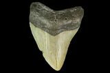 Fossil Megalodon Tooth - North Carolina #131560-1